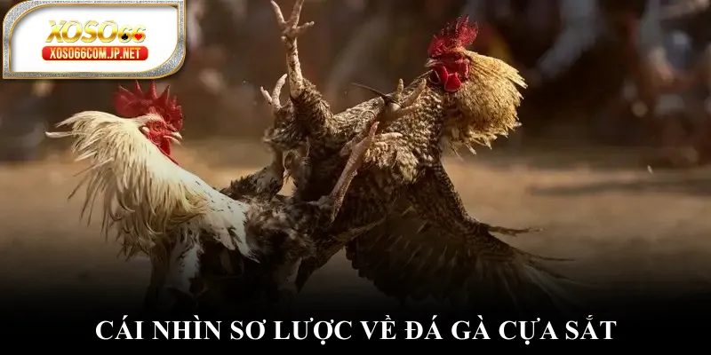 Cái nhìn sơ lược về đá gà cựa sắt