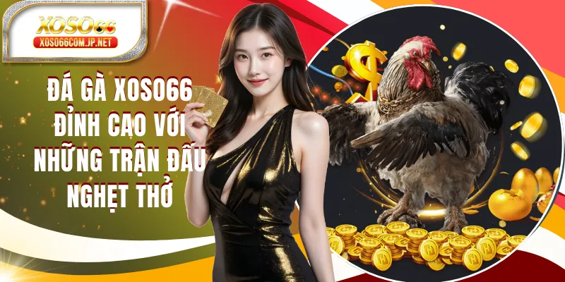Đá Gà XOSO66 Đỉnh Cao Với Những Trận Đấu Nghẹt Thở Đá Gà XOSO66 Đỉnh Cao Với Những Trận Đấu Nghẹt Thở