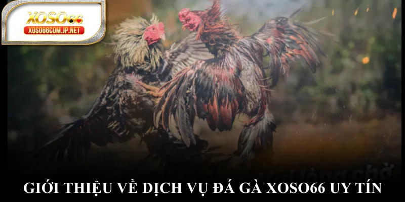 Giới thiệu về dịch vụ đá gà XOSO66 uy tín Giới thiệu về dịch vụ đá gà XOSO66 uy tín