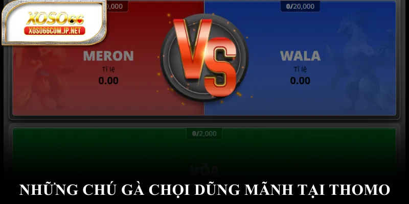 Những chú gà chọi dũng mãnh tại Thomo Những chú gà chọi dũng mãnh tại Thomo