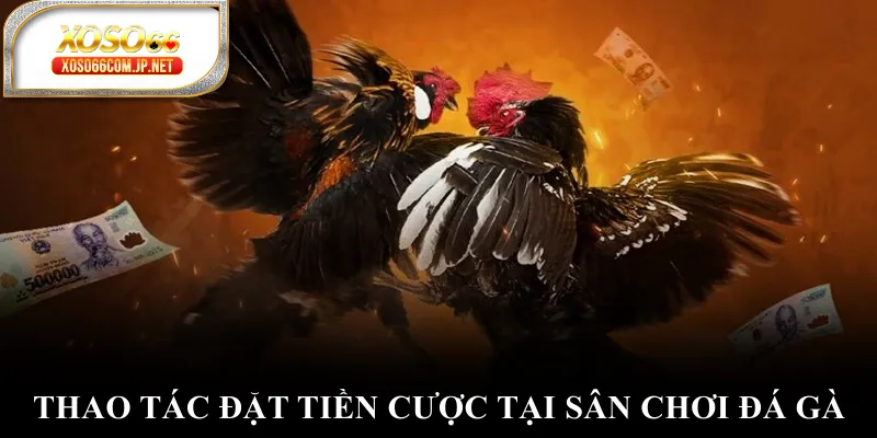 Thao tác đặt tiền cược tại sân chơi đá gà