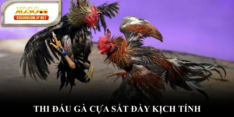 Thi đấu gà cựa sắt đầy kịch tính