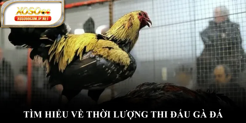 Tìm hiểu về thời lượng thi đấu gà đá
